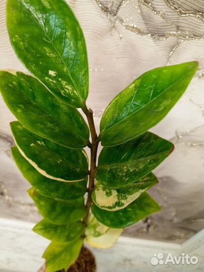 Замиокулькас вариегатный