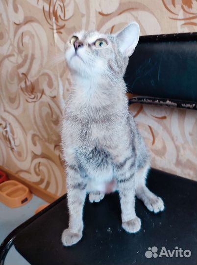 Кошка камышового окраса