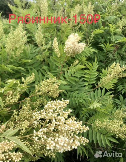 Калина бульданеж, снежноягодник,жасмин