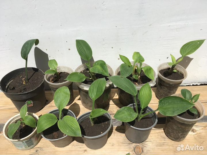 Хоста цветок