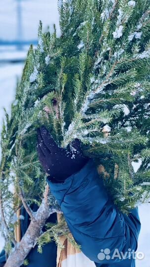 Ель новогодняя живая