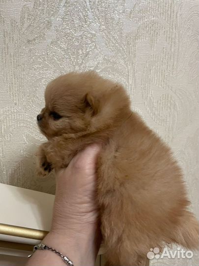 Померанский шпиц мини