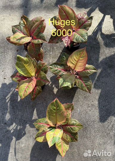 Аглаонема Тай