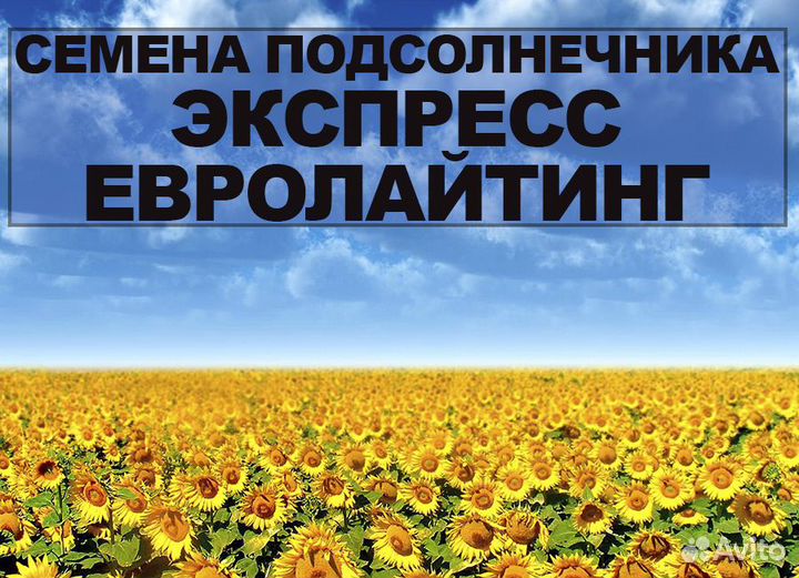 Семена подсолнечника Экспресс, Евролайтинг мелитоп