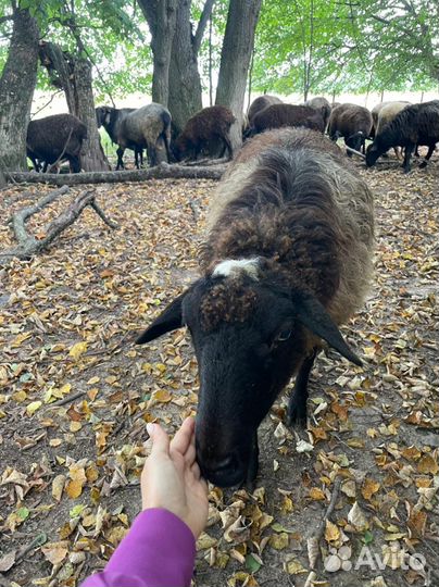 Овцы бараны на мясо