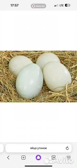 Яйцо утиное