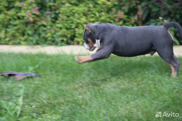 Зоогостиница, передержка домашних животных
