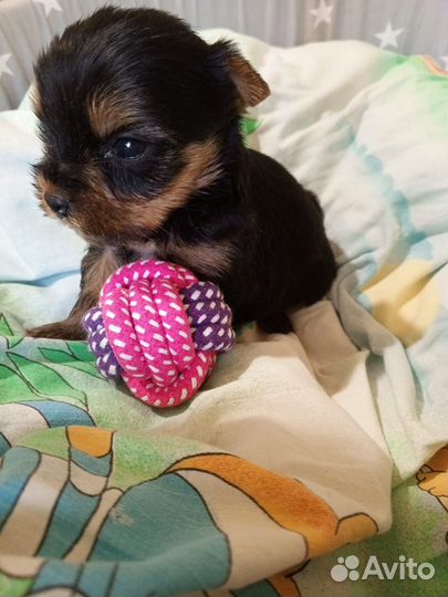 Щенки йорка