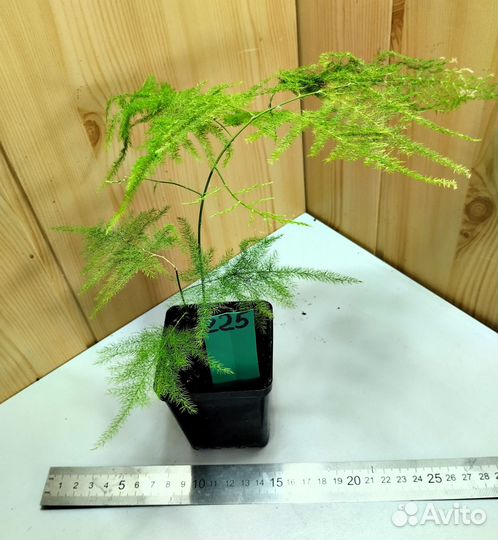 Комнатные растения разные