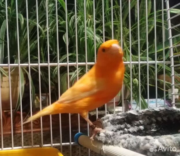 Кенара и канарейки