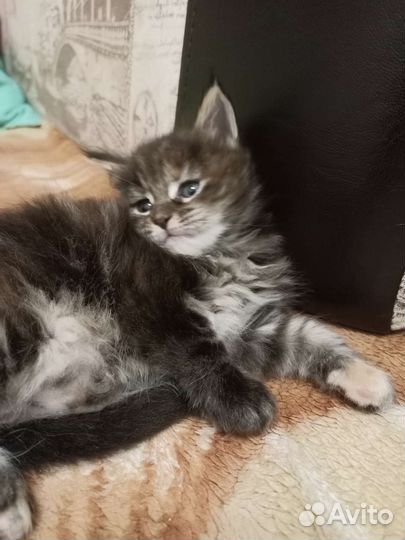 Котята мейн-кун