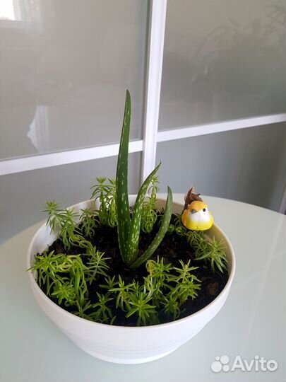 Комнатные растения