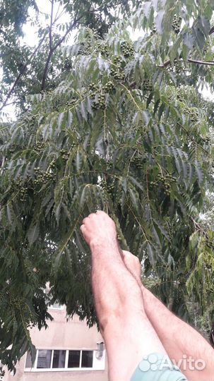 Семена Бархата Амурского 10 шт г сбор 2023г