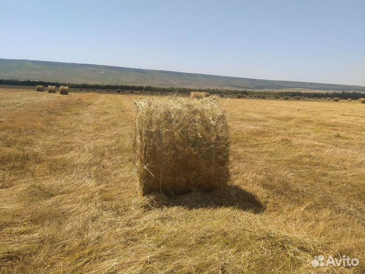 Сено в рулонах
