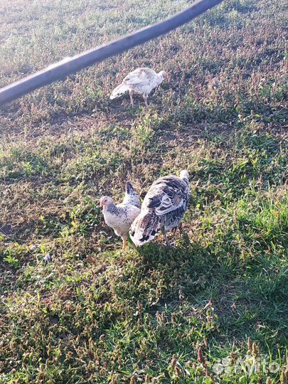 Индюки индюшата