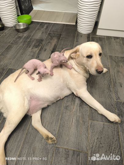 Донской сфинкс котята