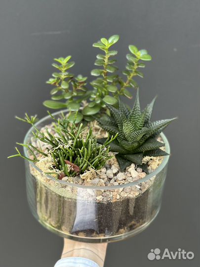 Растения, кактусы, суккуленты, композиции