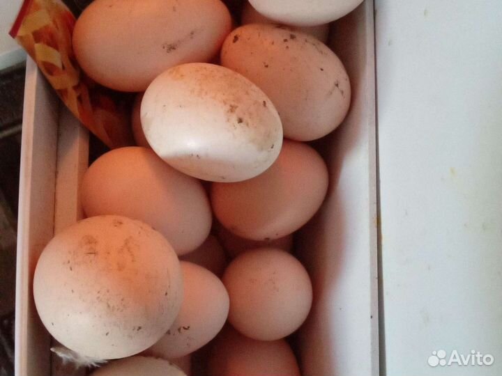Яйцо домашнее