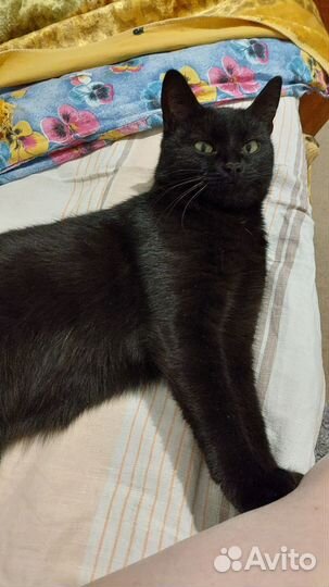 Кошка в дар