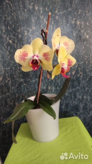 Орхидея фаленопсис