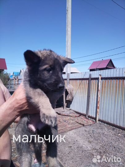 Восточно европейская овчарка