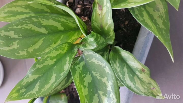 Молочай, аглоанема, бегония,каланхое