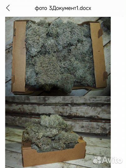 Мох ягель живой