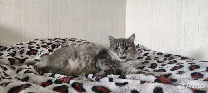 Молодая кошка в добрые руки