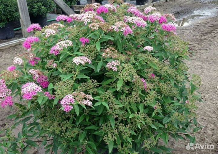 Спирея японская