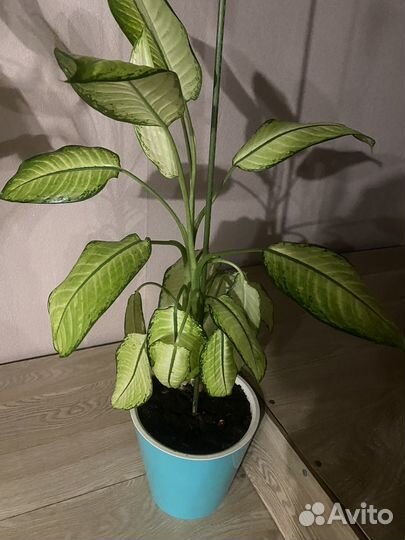 Диффенбахия