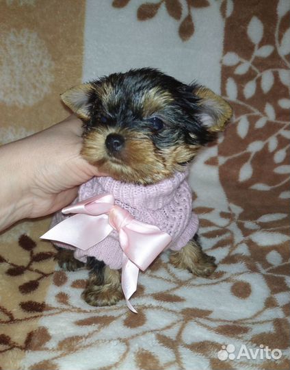 Йорки мини щеночки