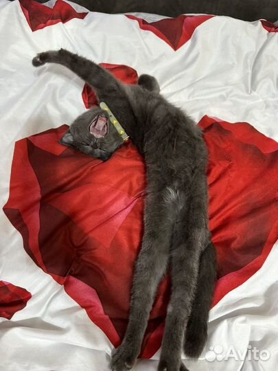 Отдам в добрые руки маленькую кошечку