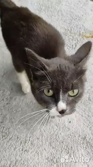 Кошка в добрые руки