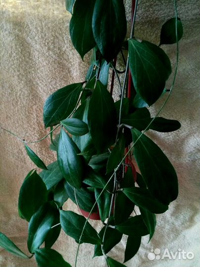 Продам срезку хой