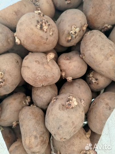 Семенной картофель