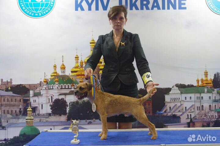 Щенки бордер терьера