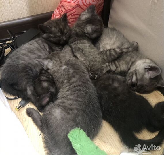 Котята в добрые руки