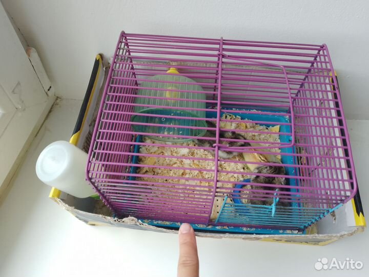 Джунгарский хомяк с клеткой