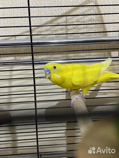 Волнистый попугай