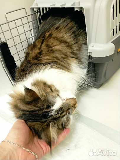 Кошка метис