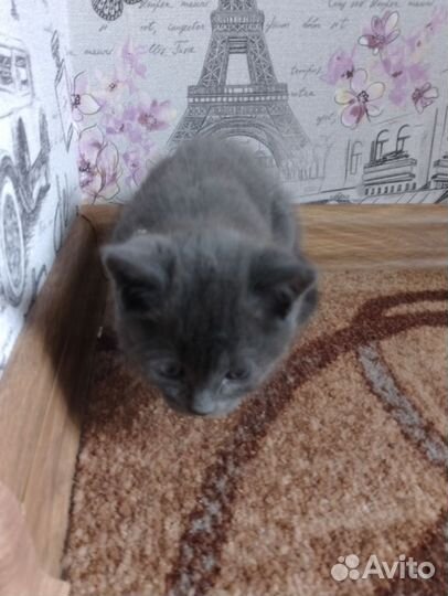 Британская