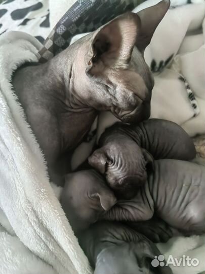 Канадский сфинкс