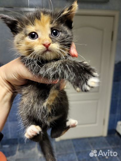 Кошка,котята в добрые руки