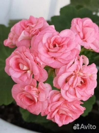 Пеларгонии