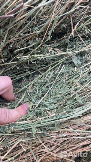 Сено в рулонах