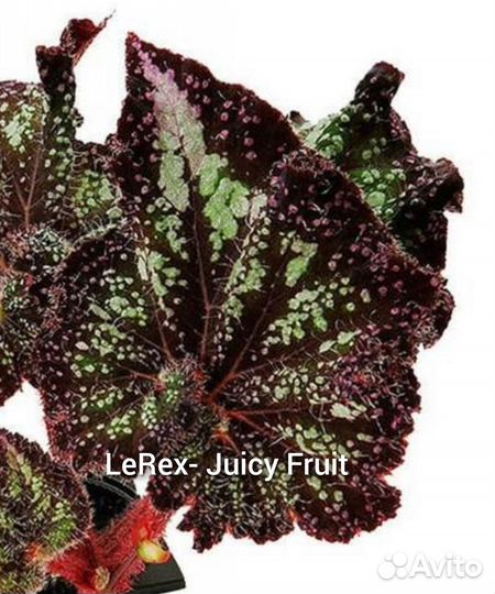 Бегонии декоративно-лиственные LeRex Ч. 2