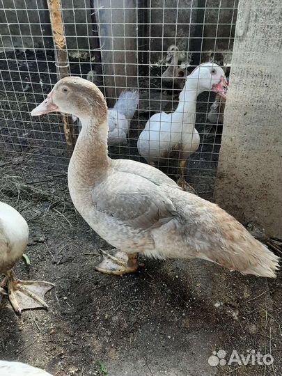 Мускусные утки