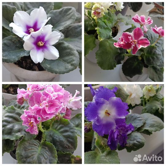 Сортовые фиалки