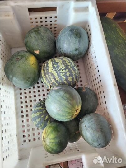 Тыква, овощи, арбузы
