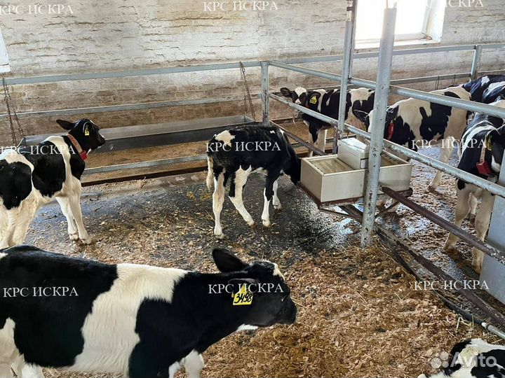 Крс бычки телки
